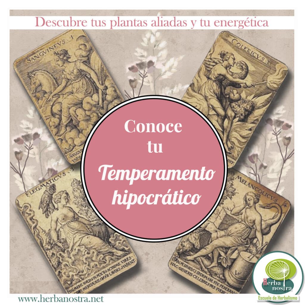 Conoce los temperamentos hipocráticos de Herbanostra